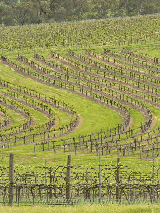 Kay Brothers Amery Vineyards, McLaren Vale P1080524.JPG - Kay Brothers Amery Winery